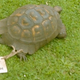 Illustration for article titled Animals That Doubled Their Expected Lifespan